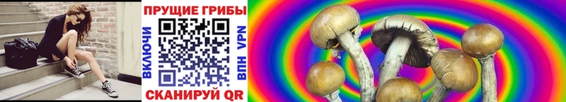 Псилоцибиновые грибы Psilocybe  Верхняя Пышма 